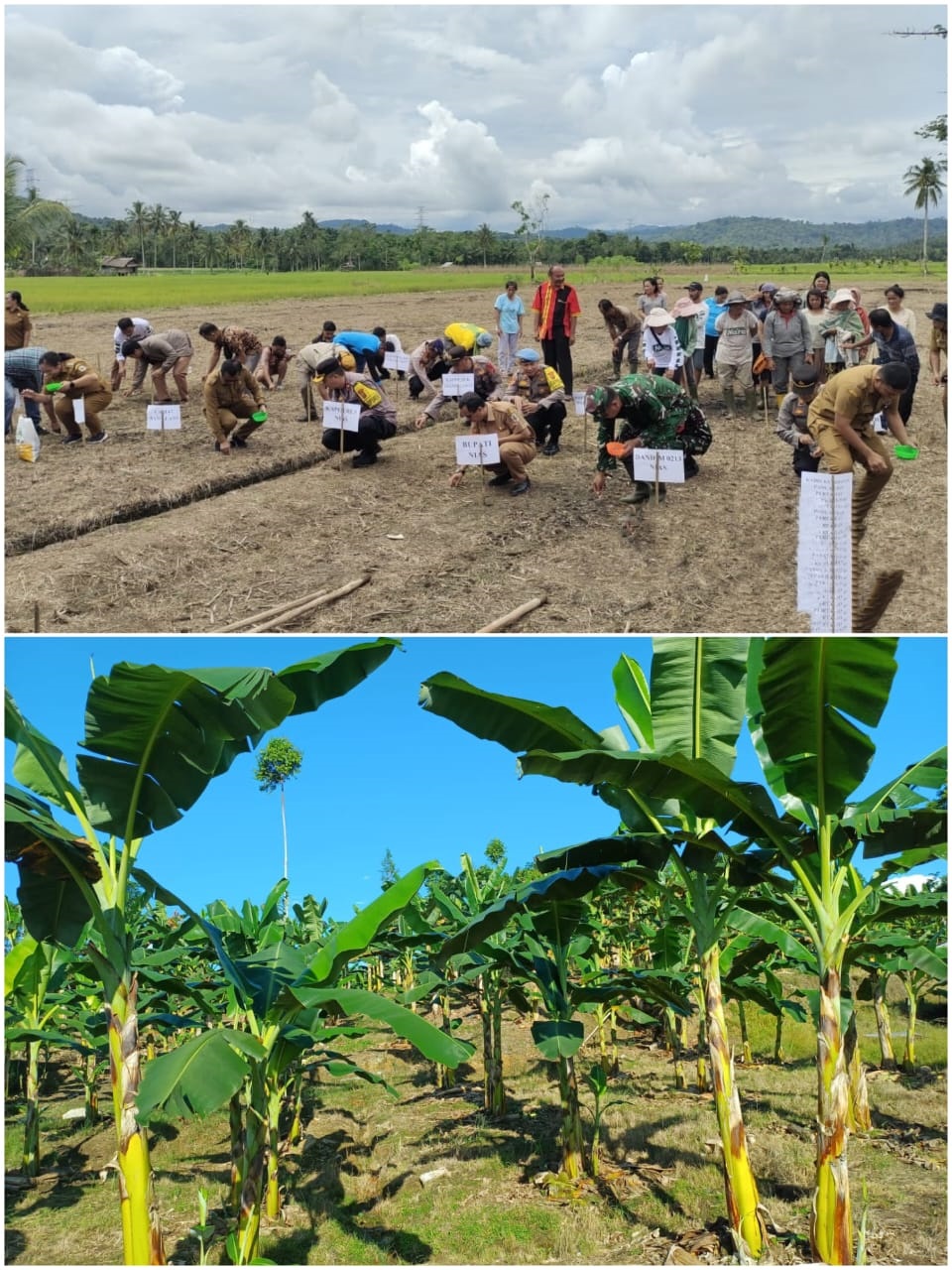 Bidang Perkebunan, Tanaman Pangan dan Hortikultura